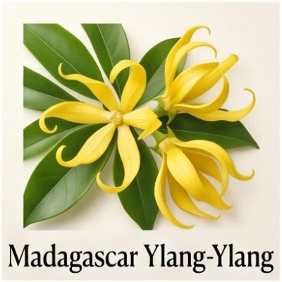 Madagascar Ylang-Ylang