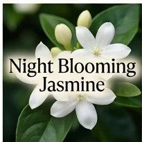 Night Blooming Jasmine
