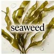 seaweed